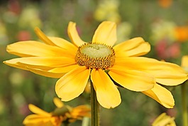 花,開花,關(guān)閉