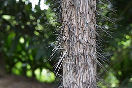 oncosperma horridum,針樹,帶刺