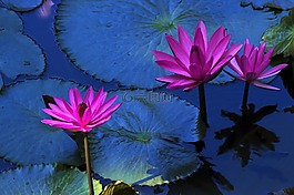 蓮花,水百合,植物