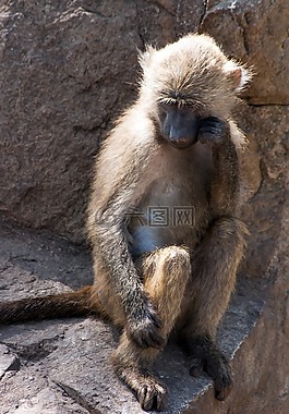 猴子,動(dòng)物,動(dòng)物園
