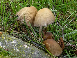 野生蘑菇,樹,日志