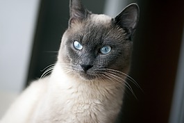 泰国猫,猫,蓝色的眼睛