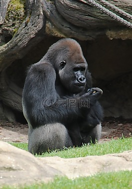動(dòng)物,猴子,動(dòng)物園