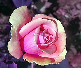 玫瑰花朵,粉紅色的玫瑰,花園