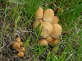 野生蘑菇,樹,日志