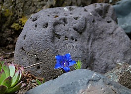 火山,石,蓝色 enzian