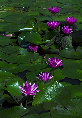 蓮花,水百合,植物