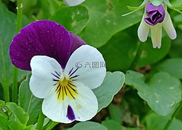 中提琴,三色堇,花