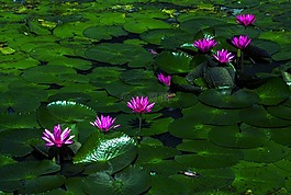 蓮花,水百合,植物