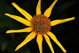 花,太陽帽子,黃色