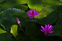 蓮花,水百合,植物