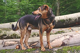 狗,混合动力,hundeportrait