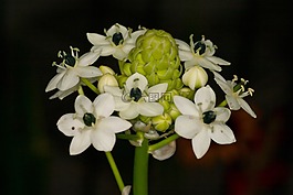 百合,宏,百合科