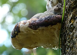 樹,菌類,掛