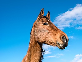 馬,騎,動物