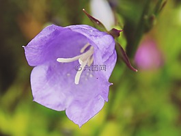 桔梗,花,紫