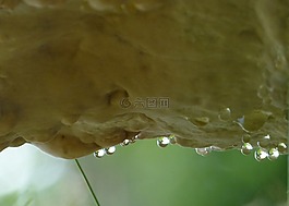 樹,菌類,掛