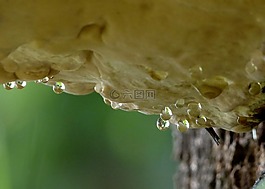 樹,菌類,掛