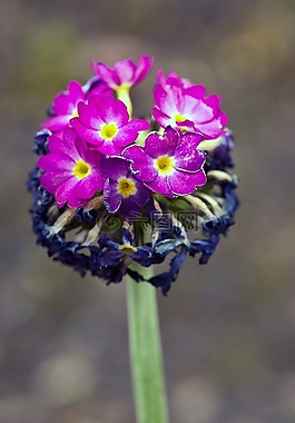 花,開花,宏