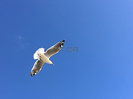 海鷗,鳥,天空