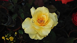 花,玫瑰,植物區(qū)系