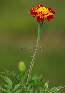花,万寿菊,宏