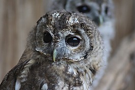 動物世界,動物,動物園