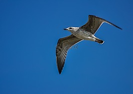 海鷗,天空,飛