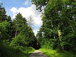 森林,方式,車道