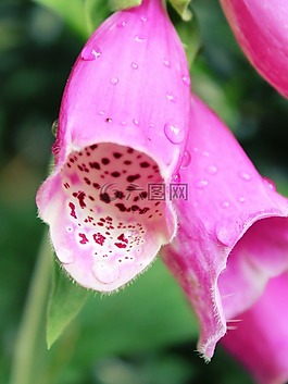 頂針,花,有毒