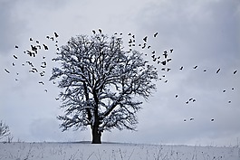 雪,冬天,景觀