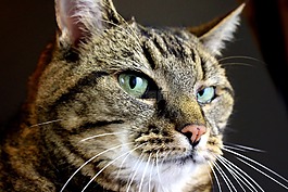 虎斑貓,貓,邪惡