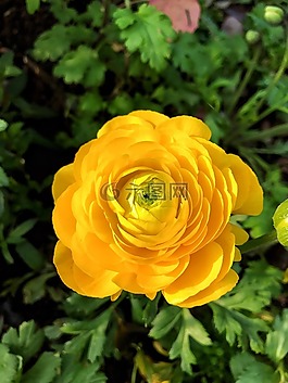 開花,花園,黃色