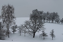 冬天,树木,雪