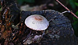 行李箱,樹,蘑菇