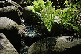 蕨類,流,石頭