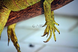 動物,爬行動物,爪