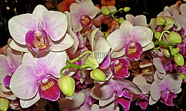 蘭花,鮮花,花束