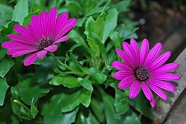 花,紫,夏季