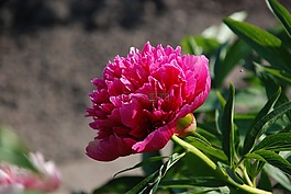 花,粉色,宏