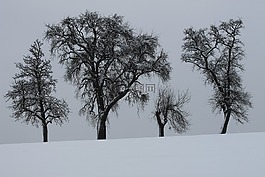 冬天,树木,雪