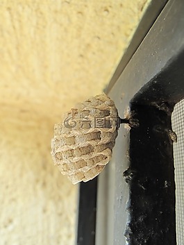 黃蜂,蜂窩,小