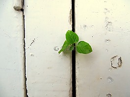 植物,墙,绿色