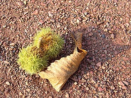 板栗,秋天,土壤