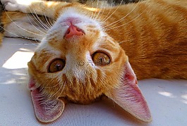 猫,年轻的猫,红猫