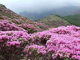 shosenkyo 醉酒,杜鹃花,麻生太郎杜鹃 kiusianum