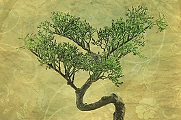 紋理,背景,盆景