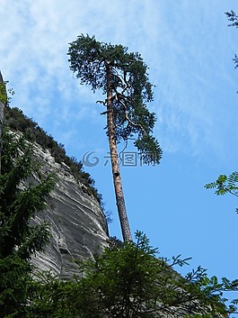 松,孤獨(dú),巖石
