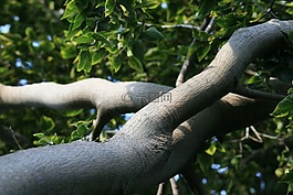 枝杈,厚,白色 stinkwood