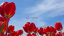 郁金香,荷蘭,春天